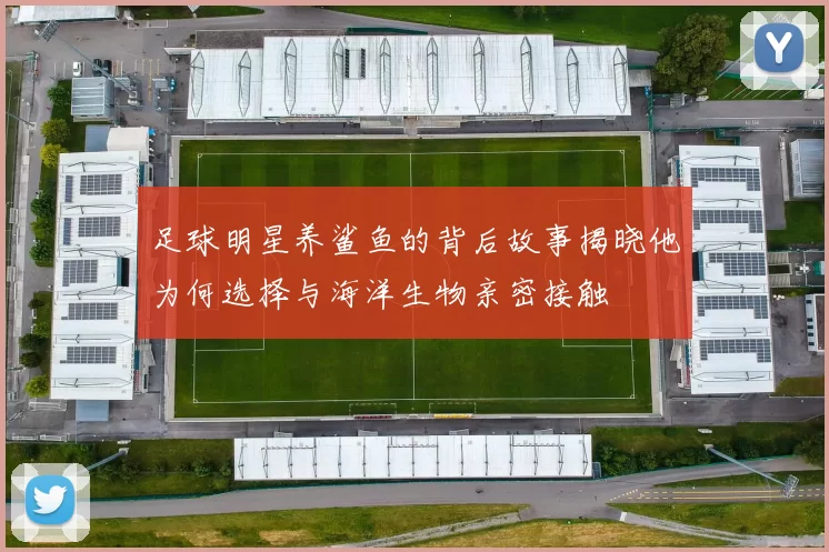 足球明星养鲨鱼的背后故事揭晓他为何选择与海洋生物亲密接触